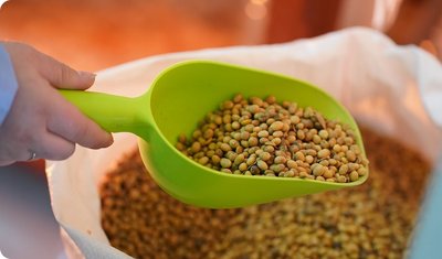 Закуповуємо БЕЗ ГМО сою від виробників