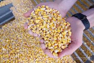 Купуємо Кукурудзу