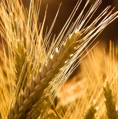 Терміново куплю пшеницю, ячмінь по 100 т на переробку з доставкою в Бориспіль.